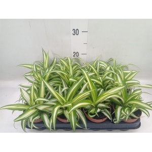 Chlorophytum com. 'Variegatum'