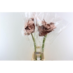 Anth A Ov Klbh Koper