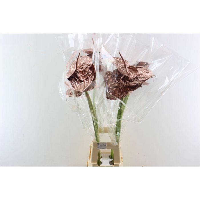 <h4>Anth A Ov Klbh Koper</h4>