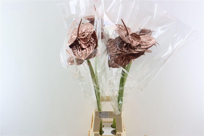 <h4>Anth A Ov Klbh Koper</h4>