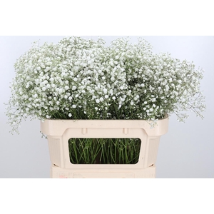 Gyps Pa Xlence 70 20