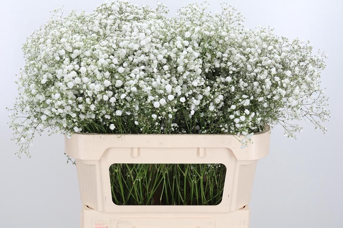 <h4>Gyps Pa Xlence 70 20</h4>