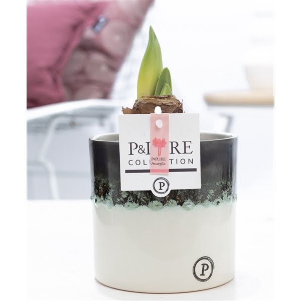 <h4>Hippeastrum pink in P&PURE Illusion cer. perfectly imperfectable</h4>