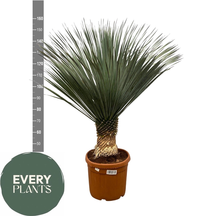 <h4>YUC ROSTRATA</h4>