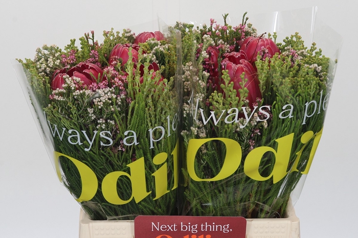 <h4>BQ Protea 3 Flowers</h4>