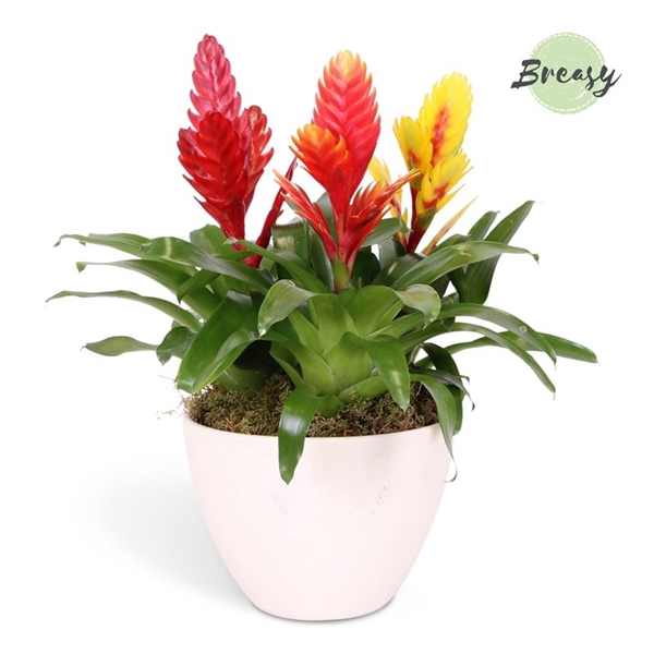 <h4>Vriesea Cupcake Triple Bowl Panama</h4>