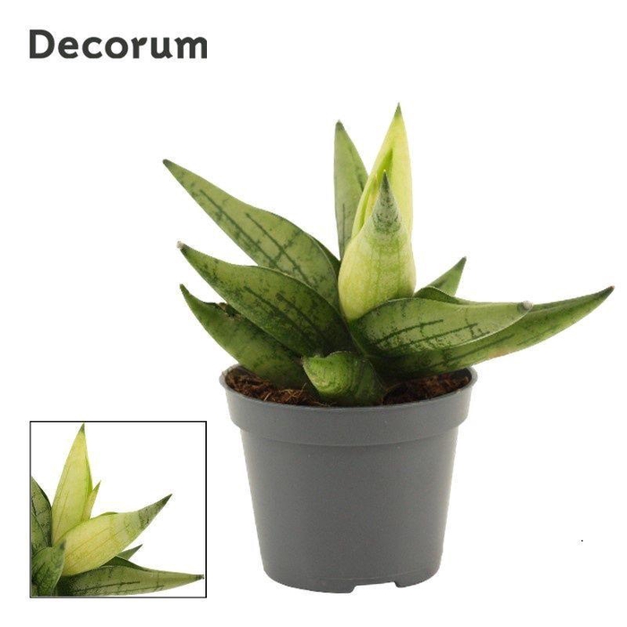 <h4>Sansevieria Yellow Tip Crown 6 cm (Decorum)</h4>