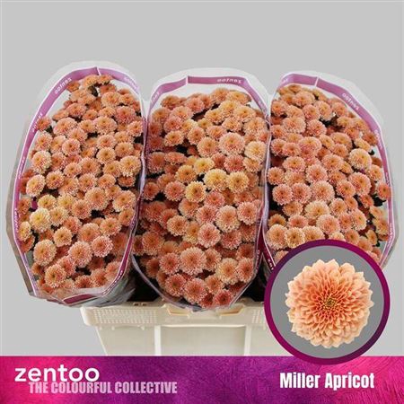 <h4>Chr S Miller Apricot</h4>