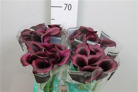 <h4>Zant Odessa</h4>