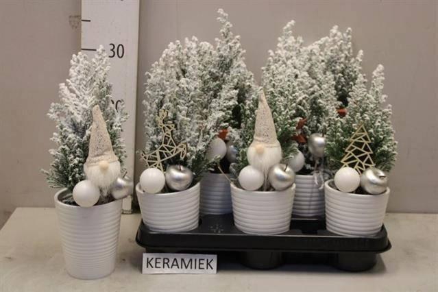 <h4>CHAM L ELLWOODII</h4>