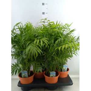 Chamaedorea elegans