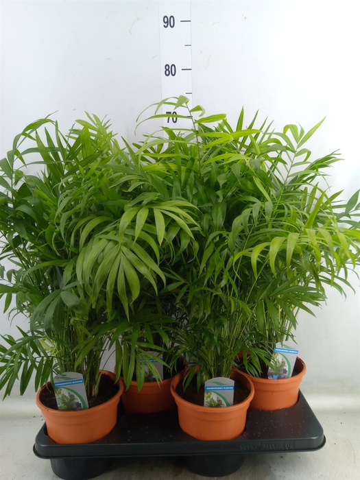 <h4>Chamaedorea elegans</h4>