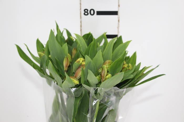 <h4>ALSTROEMERIA FLORIDA 080 CM</h4>