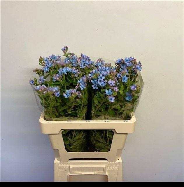 <h4>OXY CO TAN PURE BLU</h4>