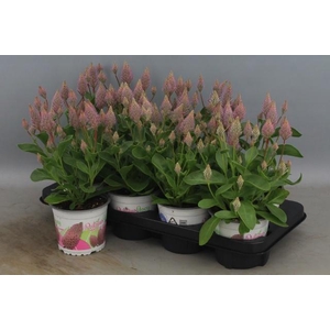PTILOTUS EX JOEY