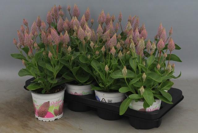 <h4>PTILOTUS EX JOEY</h4>
