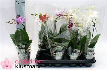 <h4>Phal Gem 1 Branche 6+</h4>