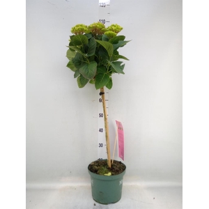 Hydrangea mac. 'Magical Revolution'