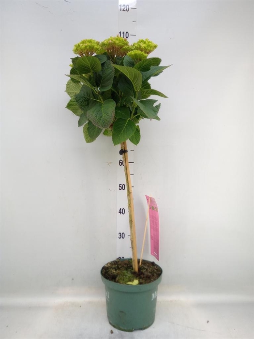 <h4>Hydrangea mac. 'Magical Revolution'</h4>