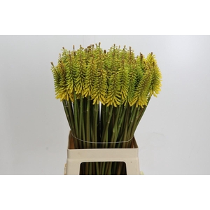 Kniphofia Sunningdale Yellow