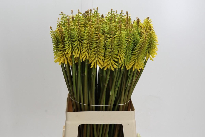 Kniphofia Sunningdale Yellow