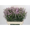 Aster Baby Pink Pearl
