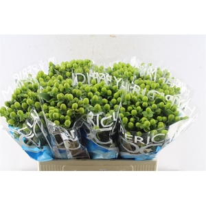 Hyp Coco Bamboo Green