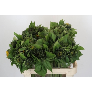 Helianthus Orange Fire