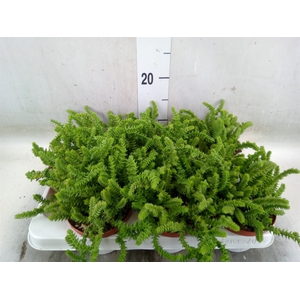 Crassula   ...