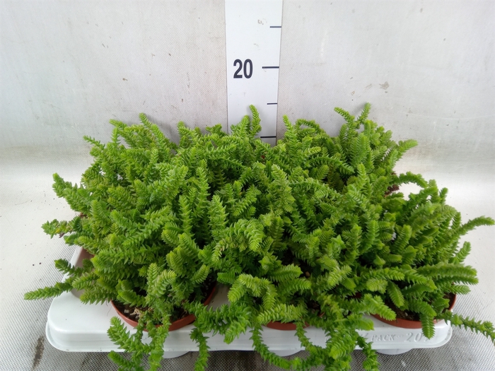 <h4>Crassula   ...</h4>