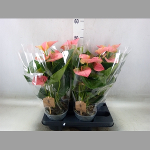 Anthurium andr. 'Sweet Dream'