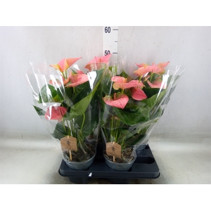 Anthurium andr. 'Sweet Dream'