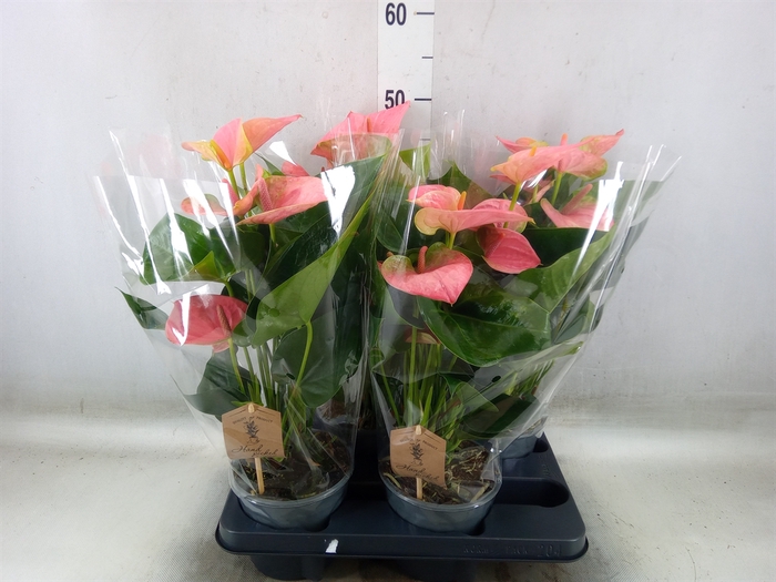 <h4>Anthurium andr. 'Sweet Dream'</h4>