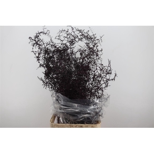 Sprengerie Wild Bordeaux P Stem