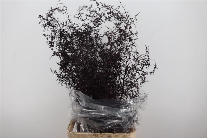 Sprengerie Wild Bordeaux P Stem