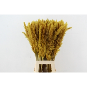 DF Pampas Silvy O.Yellow