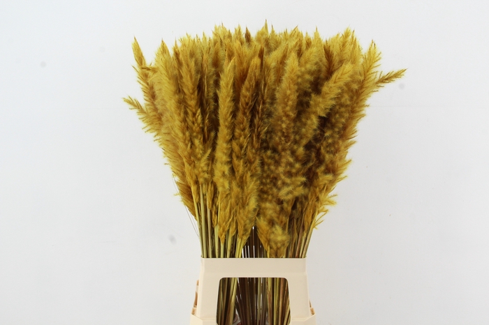 <h4>DF Pampas Silvy O.Yellow</h4>