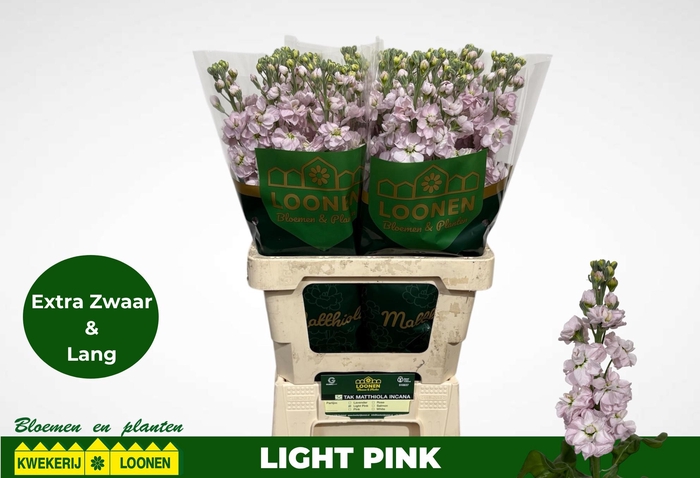 <h4>MATTH MILLA LIGHT PI</h4>