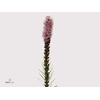 LIATRIS CALLILEPIS