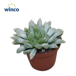 Haworthia Cymbiformis 