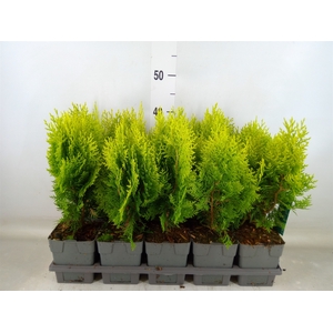Platycladus orient. 'Aurea Nana'