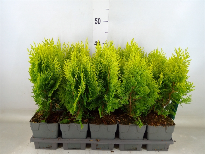 <h4>Platycladus orient. 'Aurea Nana'</h4>
