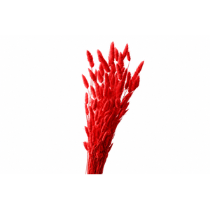 Dried Bleached Lagurus Red 100gr