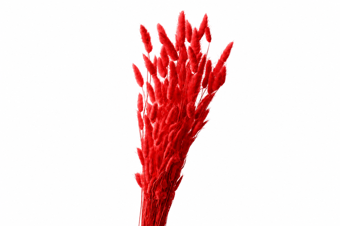 <h4>Dried Bleached Lagurus Red 100gr</h4>