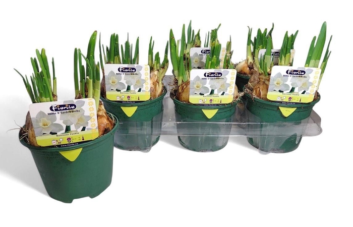 <h4>NARC JA PUEBLO</h4>