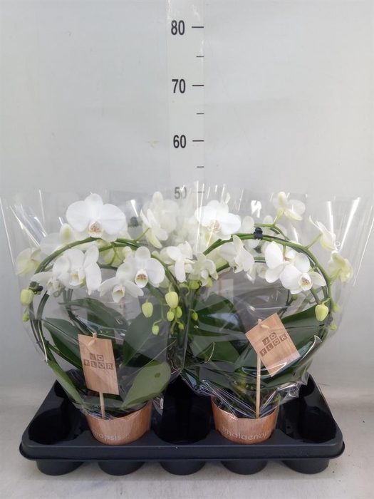 <h4>Phalaenopsis   ...</h4>