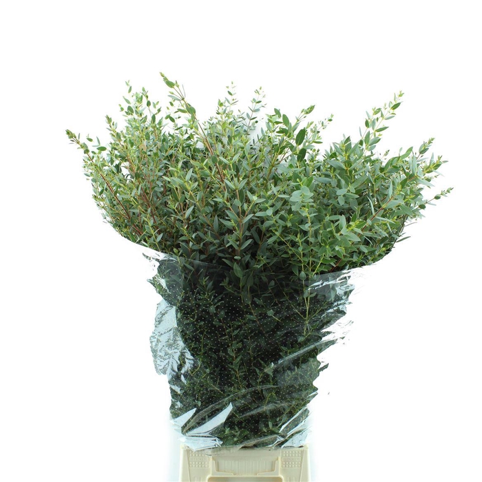 <h4>Parvifolia Lang</h4>