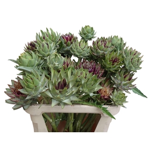 Cynara Sc Green Globe 80cm
