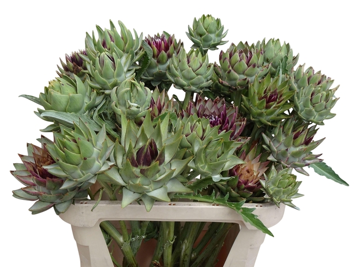 <h4>Cynara Sc Green Globe 80cm</h4>