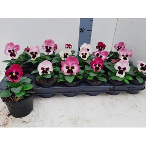 VIO WI DEL ROSE SURP